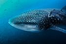 Whale Shark #3
